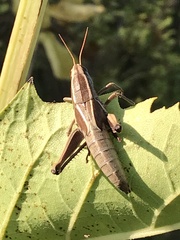Paratylotropidia brunneri