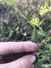 Solidago sempervirens