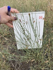 Stephanomeria pauciflora