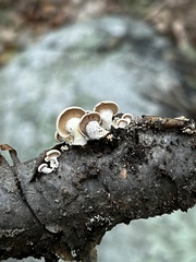 Panellus