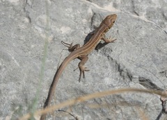 Lacerta trilineata