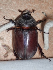 Strategus aloeus