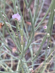 Stephanomeria pauciflora