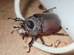 Strategus aloeus