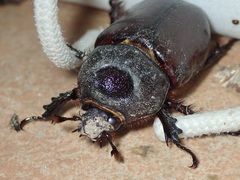 Strategus aloeus