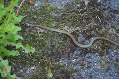 Natrix astreptophora