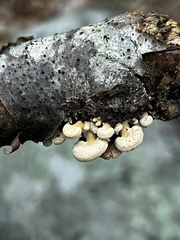 Panellus