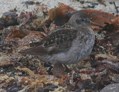 Calidris maritima