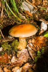 Stropharia