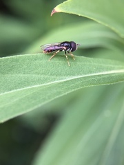 Paragus