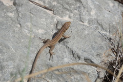 Lacerta trilineata