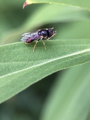 Paragus