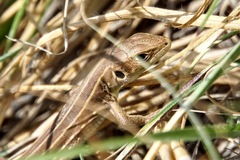 Lacerta trilineata