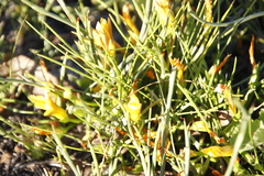 Romulea triflora