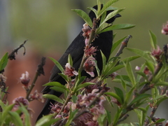 Molothrus rufoaxillaris
