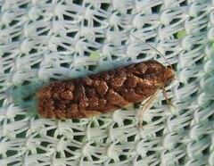 Choristoneura houstonana