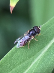 Paragus