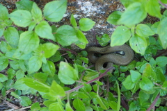 Natrix astreptophora