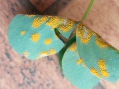 Puccinia oxalidis