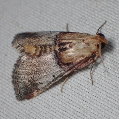 Cacozelia basiochrealis