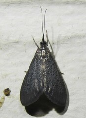 Pyrausta demantrialis