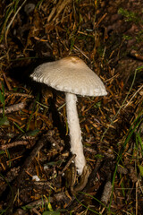 Lepiota clypeolaria