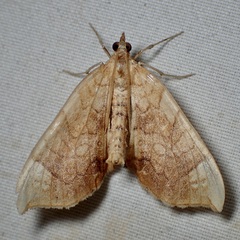 Eulithis luteolata