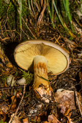 Stropharia