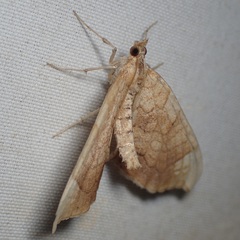 Eulithis luteolata