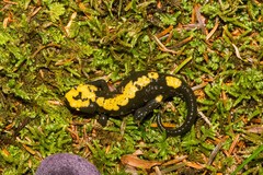 Salamandra atra aurorae