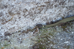 Natrix astreptophora