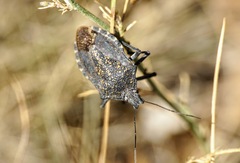 Apodiphus amygdali