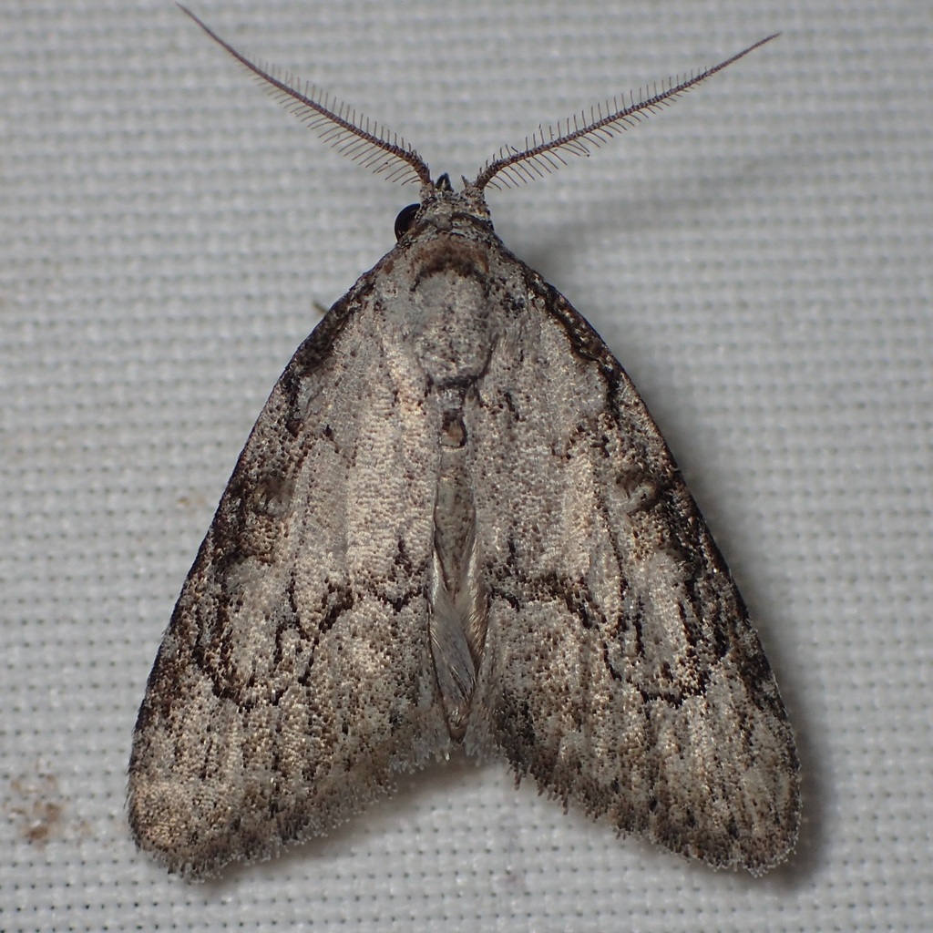 Meganola fuscula