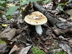 Russula compacta