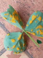 Puccinia oxalidis