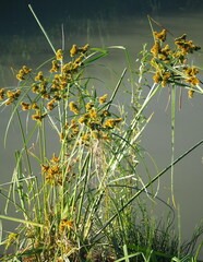 Cyperus glomeratus