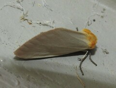 Chrysoecia thoracica