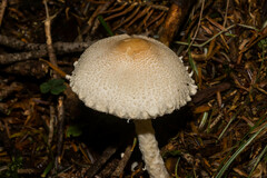 Lepiota clypeolaria
