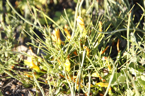 Image of Romulea triflora by (c) Tony Rebelo, some rights reserved (CC BY-SA)