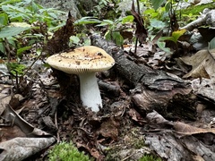Russula compacta