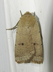Abagrotis orbis