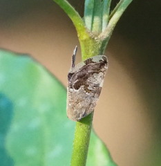 Ricania speculum
