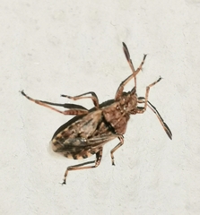 Stictopleurus