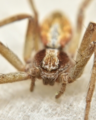 Philodromus vagulus