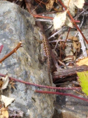 Sceloporus occidentalis bocourtii