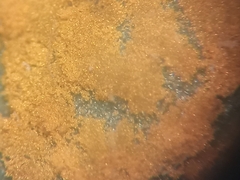 Puccinia oxalidis