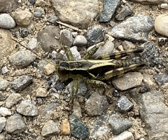 Melanoplus walshii