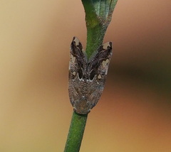 Ricania speculum