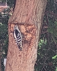 Dryobates pubescens