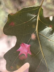 Cynips douglasii
